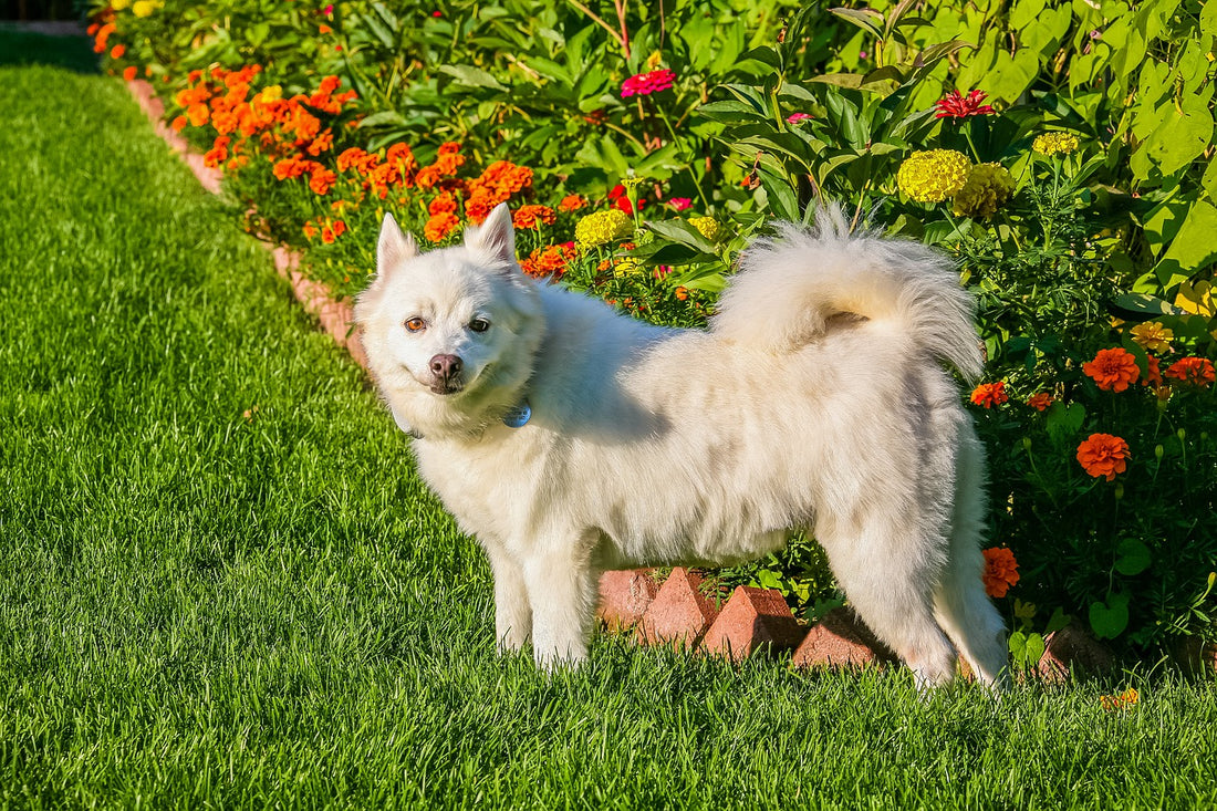 American-Eskimo-Dog Dog Breed Guide