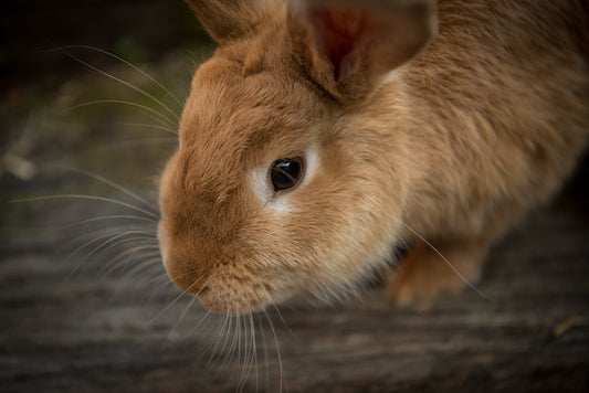 How Long Do Rabbits Live