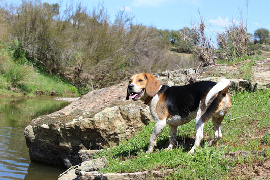 Beagle Dog Breed Guide