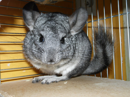 Troublesome Chinchilla Behaviour