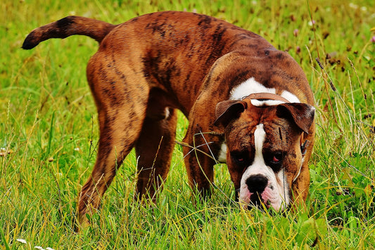 Boxer-Dog Dog Breed Guide