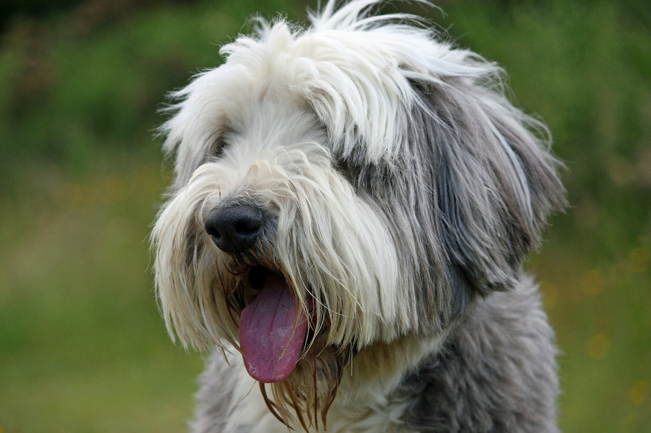 Bearded Collie Dog Breed Guide Time for Paws