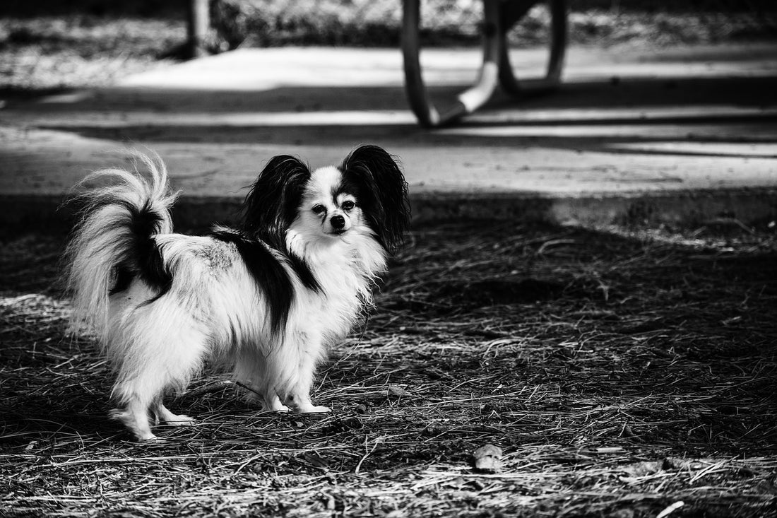 Papillon Dog Breed Guide