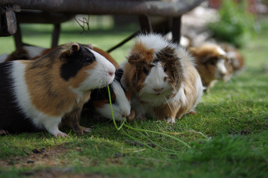 Types Of Hamsters