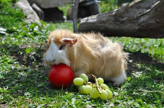 What Can Guinea Pigs Eat