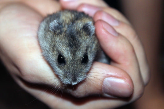 How To Handle A Chinchilla