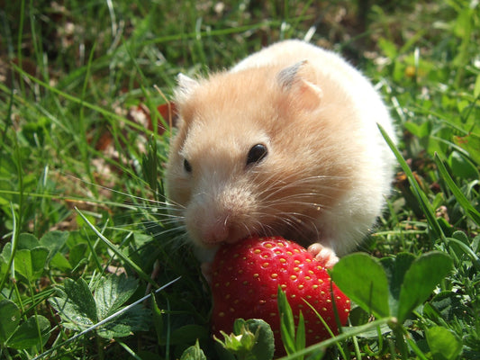 What Food Can Hamsters Eat