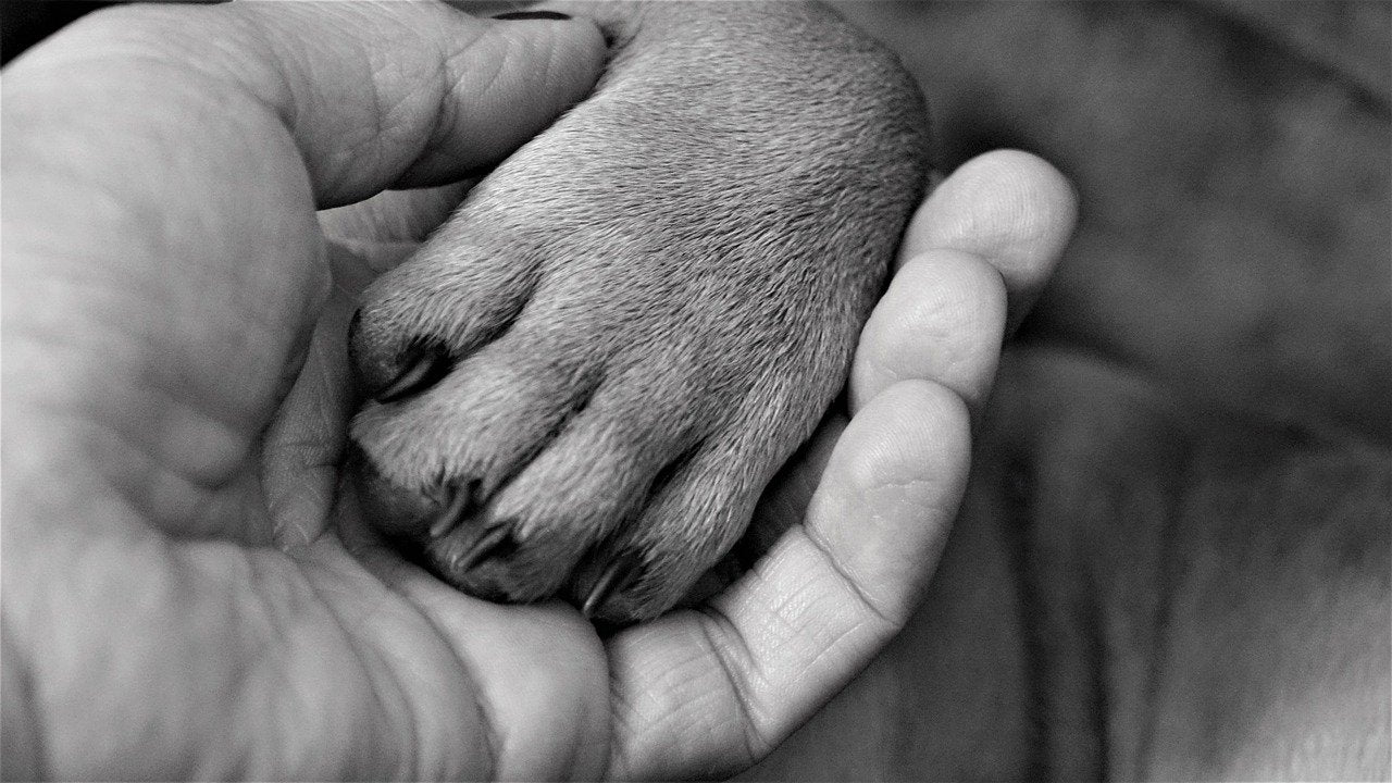 Which Dog Breeds Have The Biggest Paws Time For Paws Time for Paws