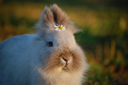 Keeping Your Rabbit Happy