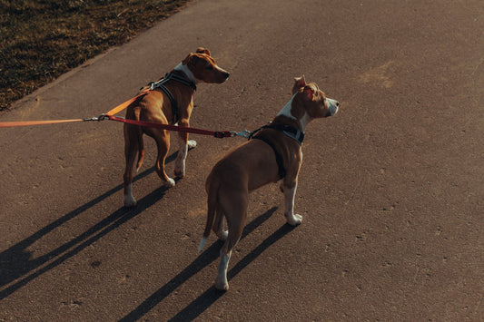 Plummer-Terrier Dog Breed Guide