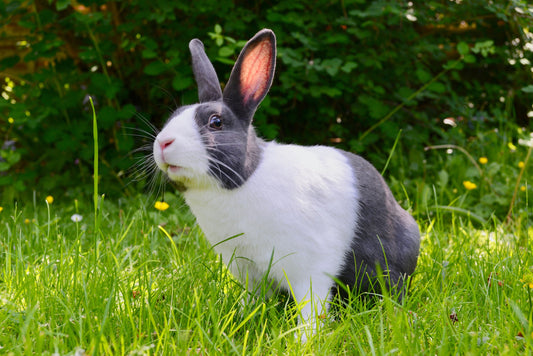 Rabbit Diseases