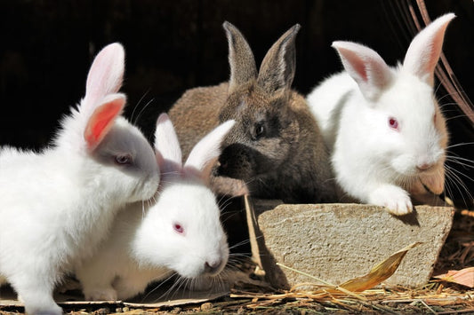 Rabbit Names