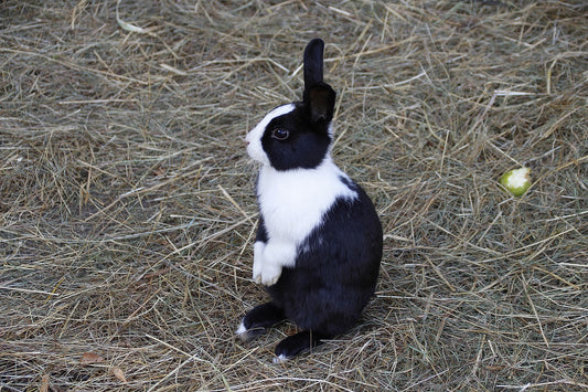 How To Exercise Your Rabbit