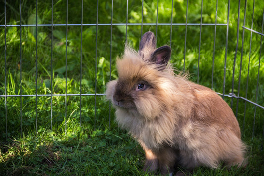 Rabbits With Silky Fur