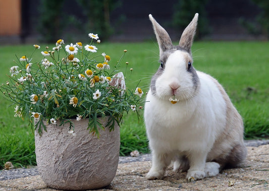 Rabbit Breeds