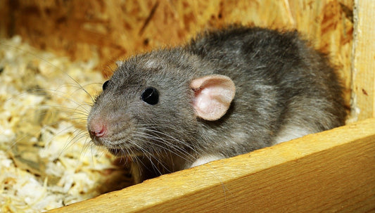 A Guide To Owning A Pet Rat