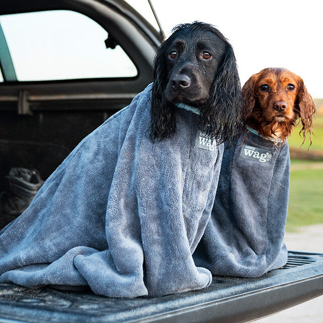 Dog Drying