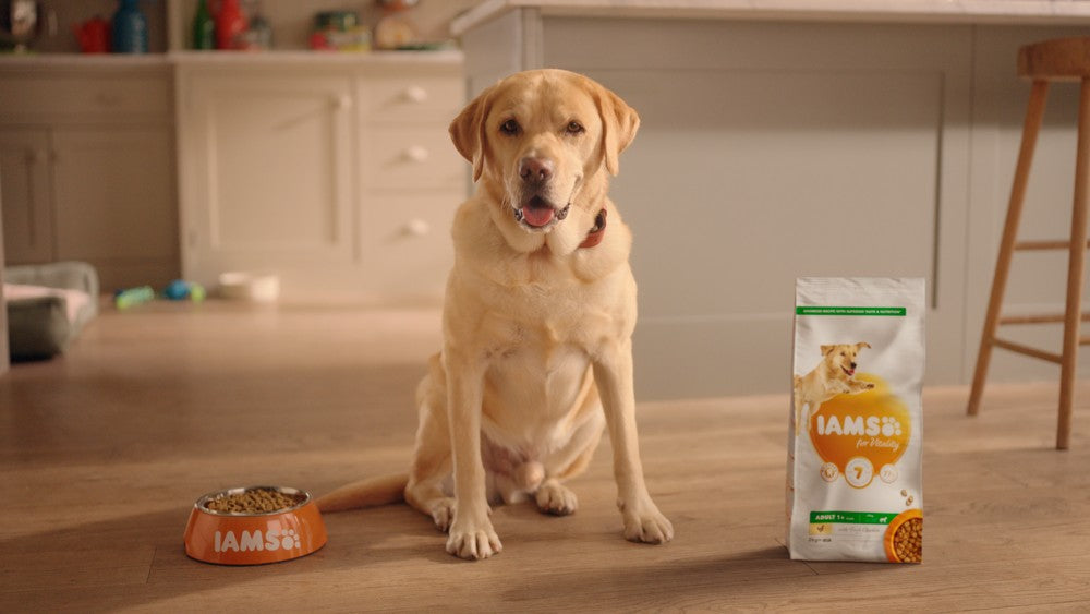 Iams Cat and Dog Food