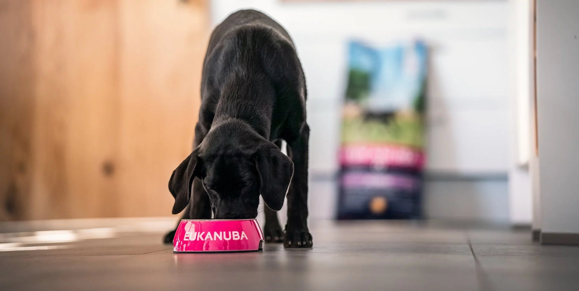 Eukanuba Dog Food Time for Paws