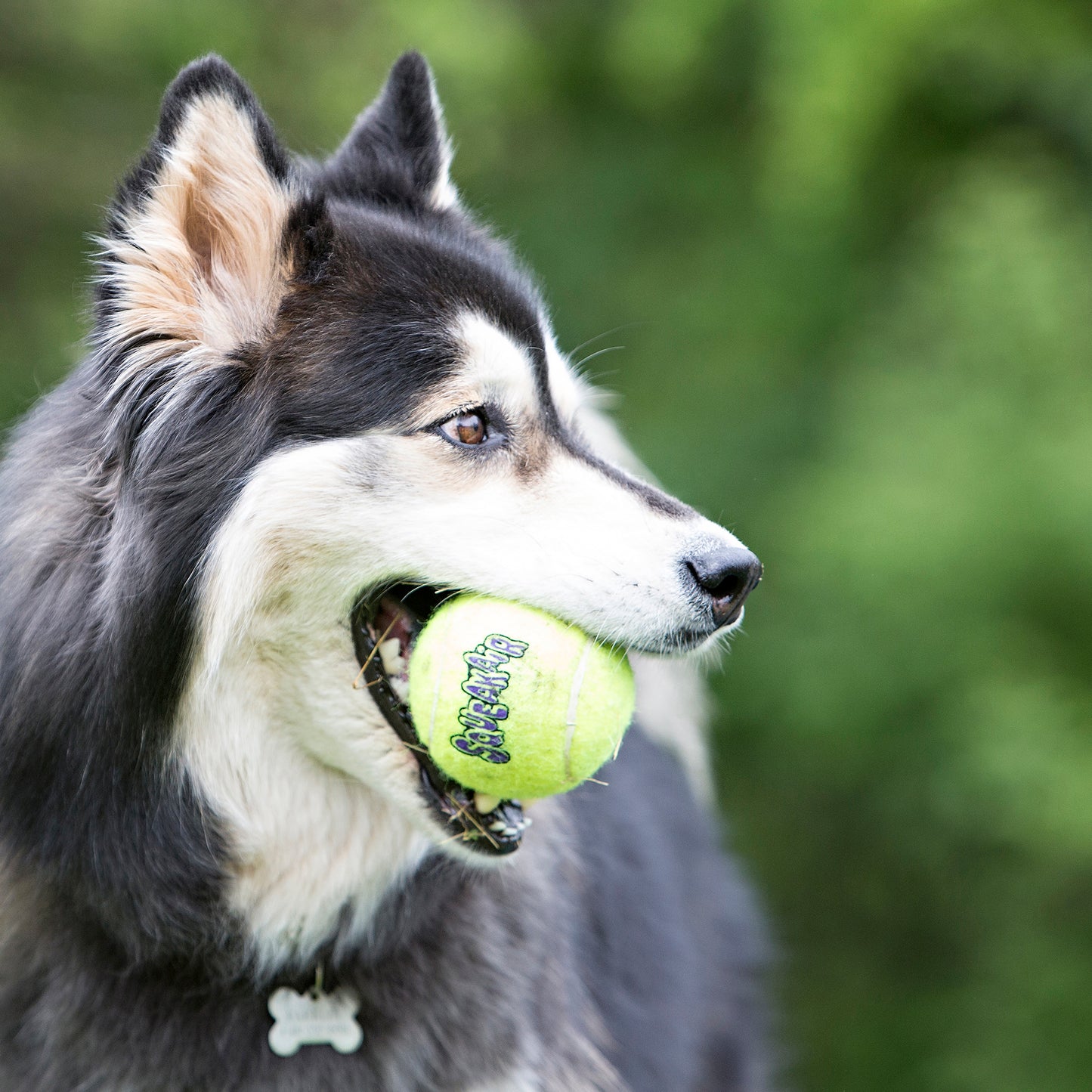 KONG Air Squeaker Tennis Ball With Rope Medium