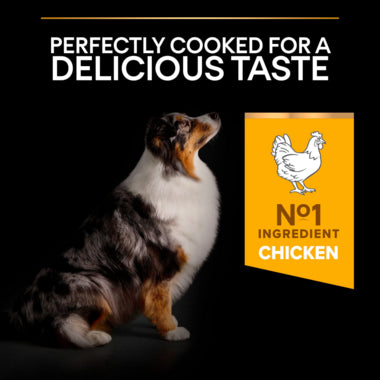 Pro Plan Dog Medium & Large Adult 7-Yrs Plus Senior Chicken & Rice 14kg - Buy 2 SAVE 5%