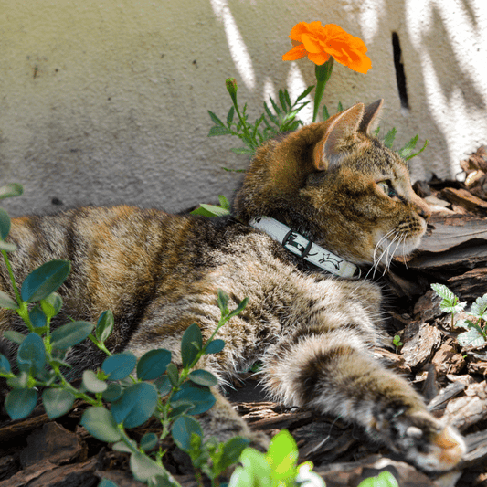 Rogz Glowcat Cat Collar