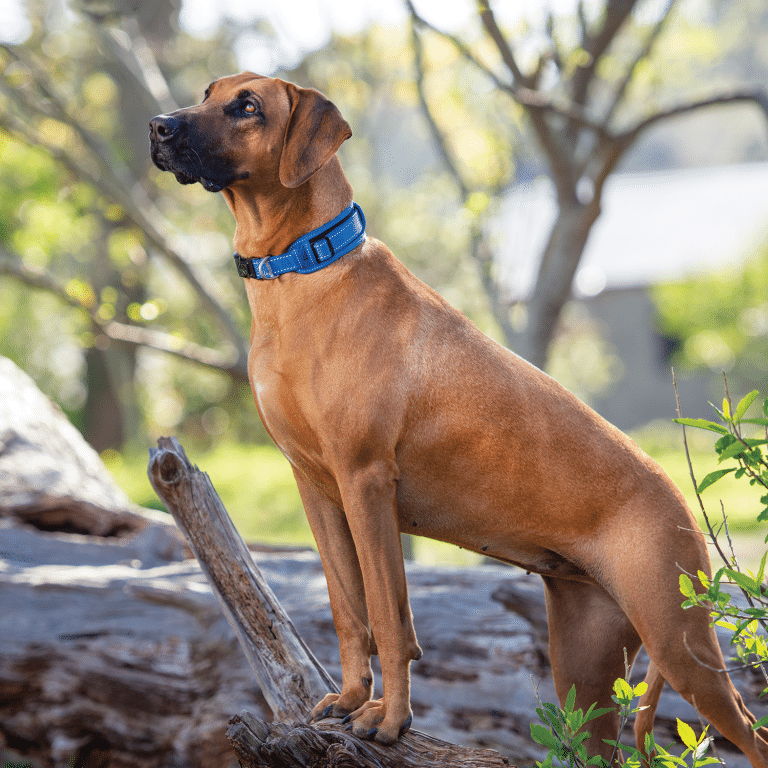 Rogz Classic Padded Collar