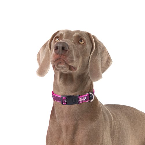 Rogz Fancy Dress Collar Love Pink