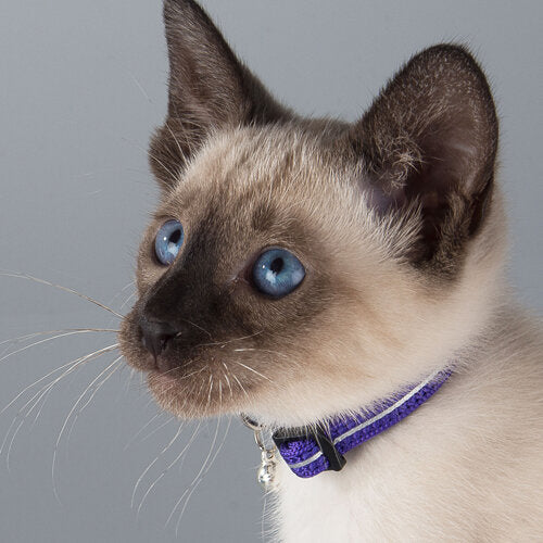 Rogz AlleyCat Safety Cat Collar