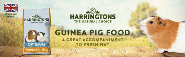 Harringtons Optimum Guinea Pig
