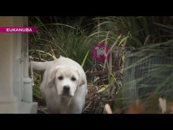 Eukanuba Growing Puppy Large Breed Chicken 12kg - Buy 2 Bags Save 5%