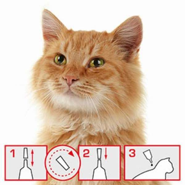 Beaphar WORMclear Worming Spot-On for Cats 2 pipettes