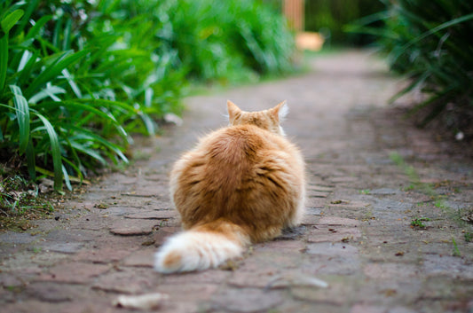 Thyroid Problems In Cats