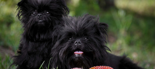 Affenpinscher Dog Breed Guide