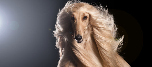Afghan-Hound Dog Breed Guide