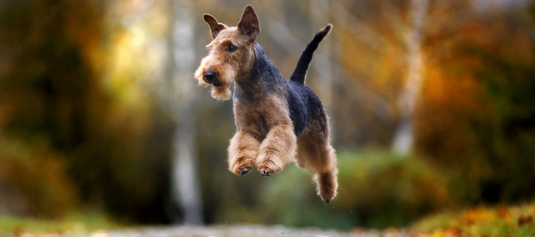 Airedale-Terrier Dog Breed Guide