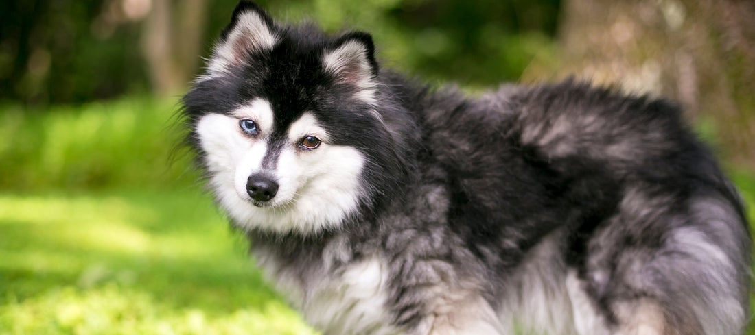 Alaskan-Klee-Kai Dog Breed Guide