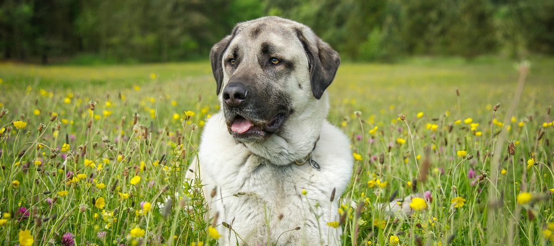 Anatolian-Shepherd-Dog Dog Breed Guide
