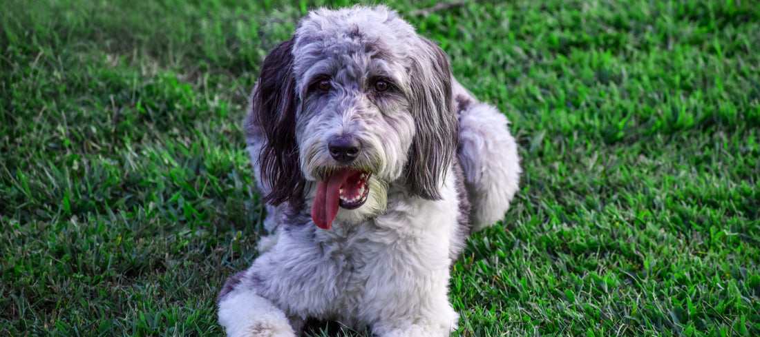 Aussiedoodle Dog Breed Guide