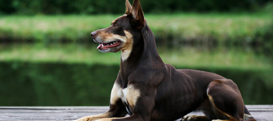 Australian-Kelpie Dog Breed Guide