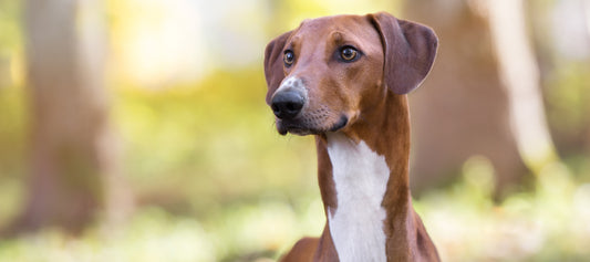 Azawakh Dog Breed Guide