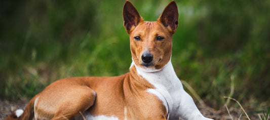 Basenji Dog Breed Guide