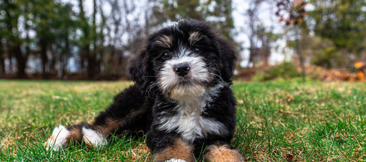 Bernedoodle Dog Breed Guide