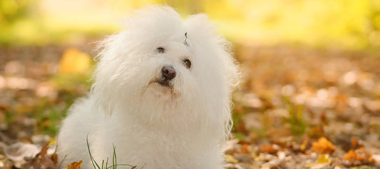 Bolognese-Dog Dog Breed Guide