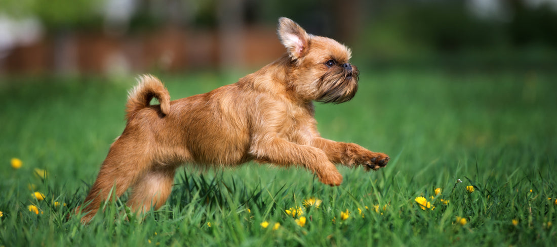 Brussels-Griffon Dog Breed Guide