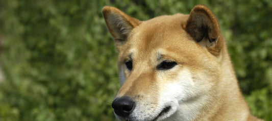 Canaan-Dog Dog Breed Guide