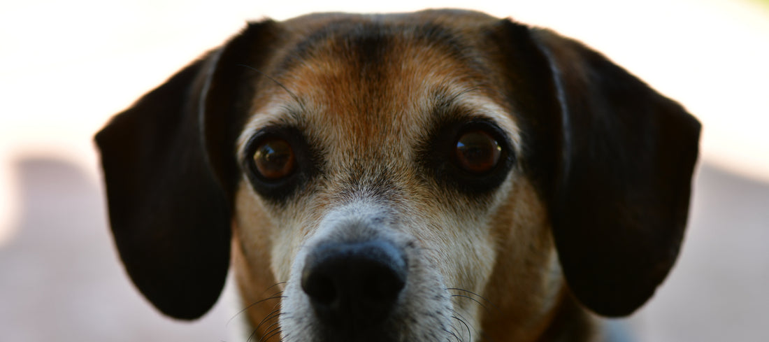 Cheagle Dog Breed Guide