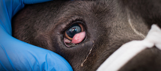 Cherry Eye In Dogs