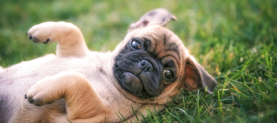 Bichon Frise Dog Breed Characteristics and Care