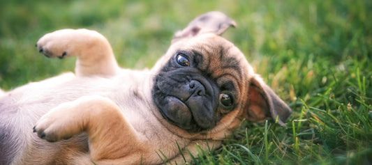 Chug Dog Breed Guide